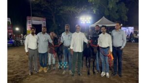 Bhimthadi Horses