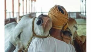 Cow Hug Day