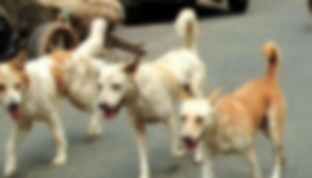 Dog