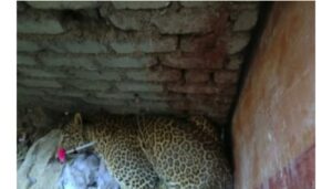 Leopard (4)