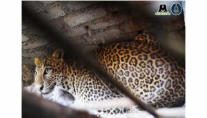 Leopard in Chakan