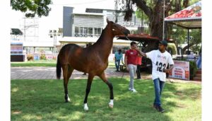 Marwari Horse Show