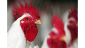 bird flu