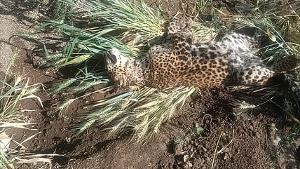 Leopard Found Dead Near Hivre Narayangaon in Pune