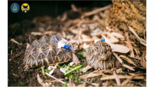 _tortoises