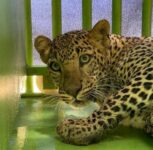 Pune: Forest Department Succeeds In Bringing Four Leopard Cubs Back To Their Mother