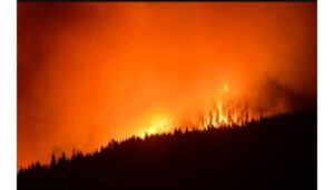 Forest Fire