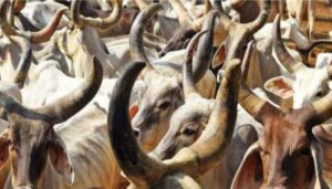 Gau Rakshak