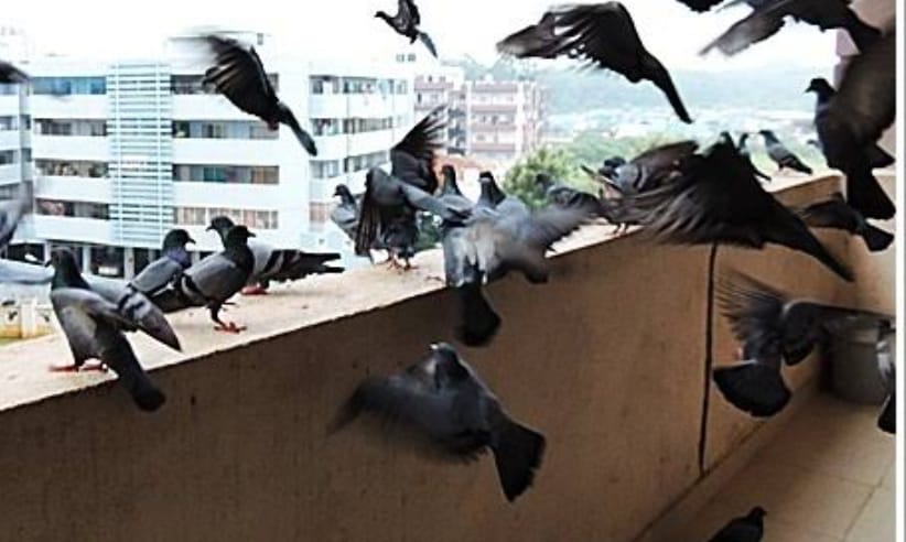 Pune: PMC Declares Legal Action Against Those Who Feed Pigeons Amid Increased Health Issues