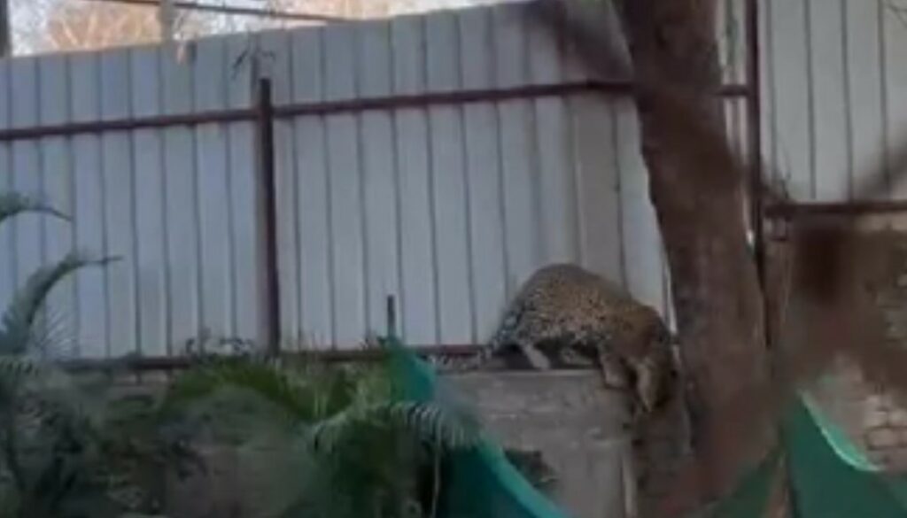 Leopard Caught From Warje