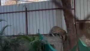 Leopard Caught From Warje