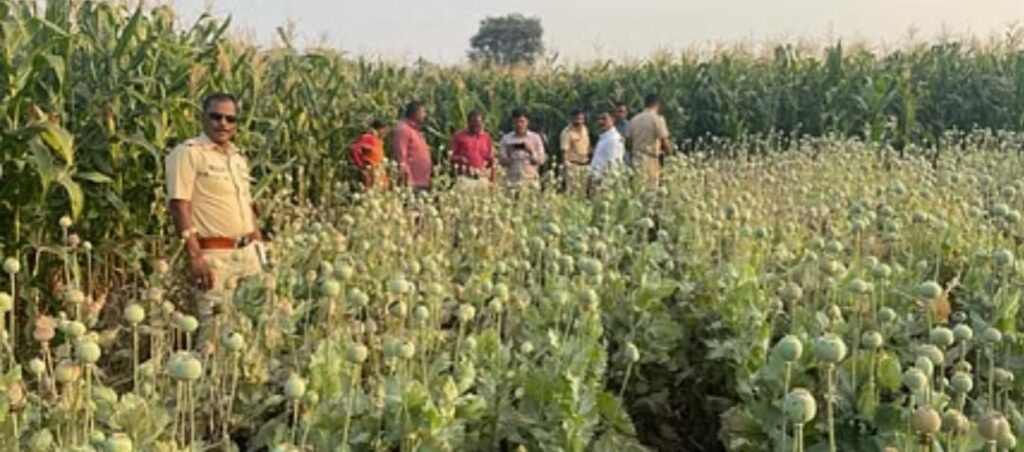 Opium Farming Busted In Indapur Pune