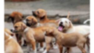 Stray Puppies