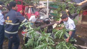 31 tree fall incident in Pune due to heavy rains