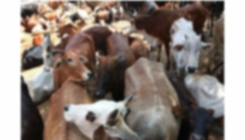 _Calves (1)