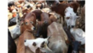 _Calves (1)