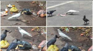 Unusual Sighting of White Crow in Pune Surprises Local Citizens
