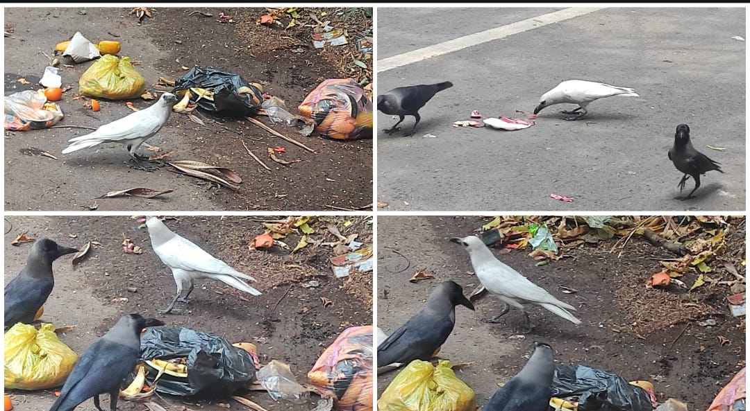 Unusual Sighting of White Crow in Pune Surprises Local Citizens