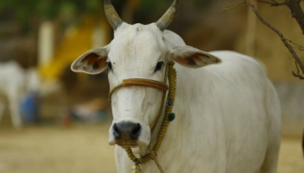 cow