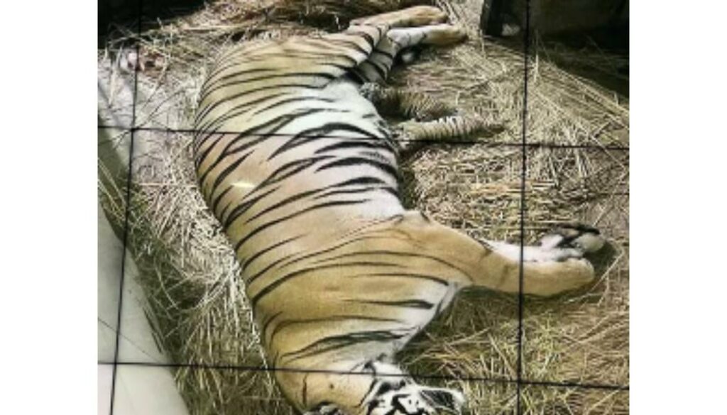 Bengal Tigress