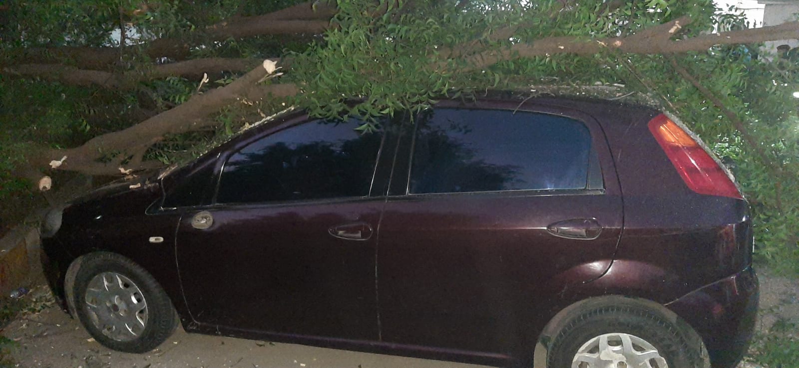 Pune: Tree Falls On Two Cars, Nobody Injured