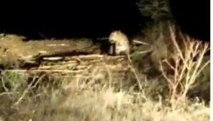 Three Leopards Spotted Near Chakan