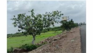 Transplanted Banyan Trees