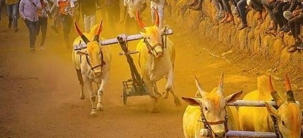 Bullock Cart