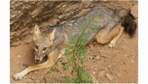 Jackal