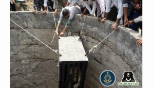 Leopard Trapped in 30-Ft-Deep Well