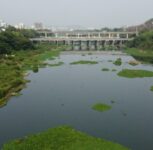 Rs 8 Crore Spent, Yet Water Hyacinth Persists in Pune’s Rivers and Lakes: Former Corporators
