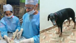 _Surgery On Pet Dog