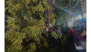 Tree Fall