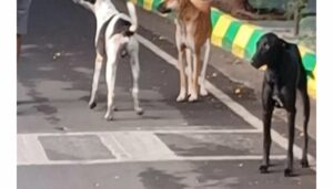 Dogs