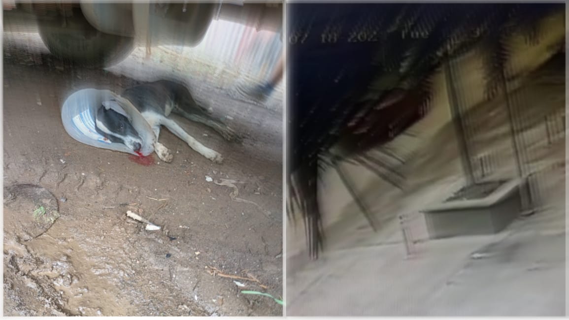 Pune Speeding Car Takes The Life of 4MonthOld Dog Puppy In Kondhwa