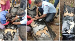 Pune: Firefighters Successfully Rescue Two Dogs Trapped in Tar Drums