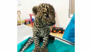 Leopard Cub