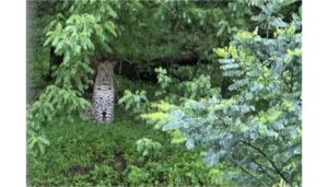Leopard Sighting Reported Near Sinhagad Fort, Residents On Alert Mode