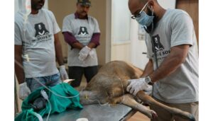 Miracle Recovery, Sambar With A Broken Leg Takes Walk Of Freedom