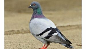 Pigeon