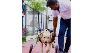 _Disabled Dogs