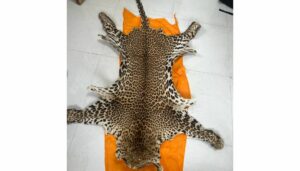 Leopard Skin
