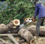 Pune: Why Residents Are Opposing Kothrud Road Project Over 480+ Trees