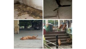 stray dogs