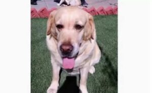 Canine Officer