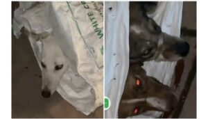 Dog (1)