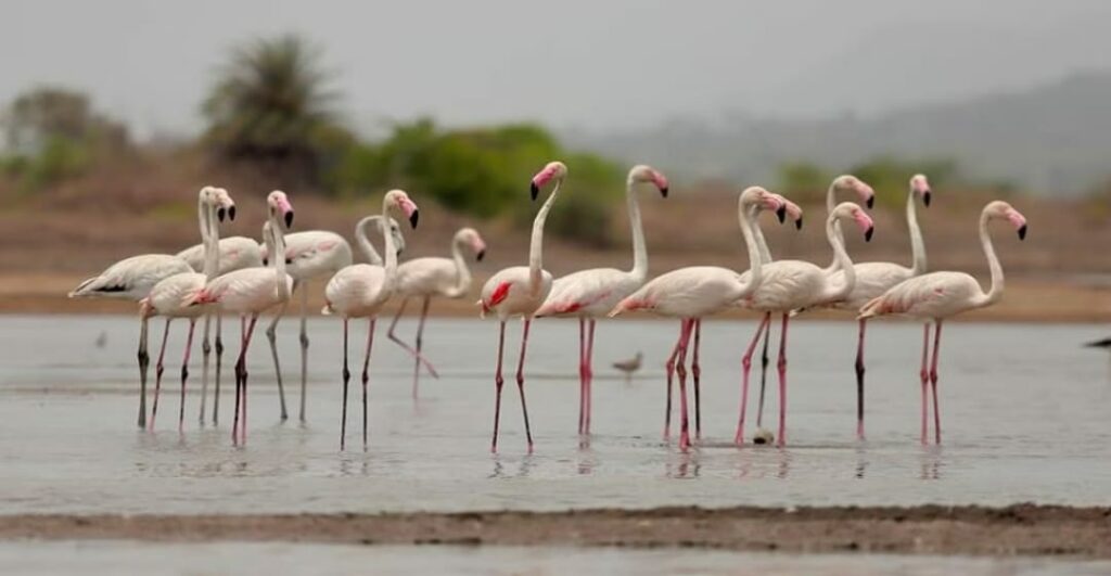Pune: Flamingos Spotted Early At Malharsagar Dam Near Jejuri, A Delight for Bird Enthusiasts