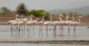 Pune: Flamingos Spotted Early At Malharsagar Dam Near Jejuri, A Delight for Bird Enthusiasts