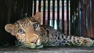 Leopard