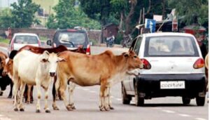 Roaming Animals
